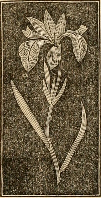An illustration from The household physician : for the use of families, planters, seamen, and travellers ; being a brief description, in plain language, of all the diseases of men, women, and children, with the newest and most approved methods of curing them / by Ira Warren., 1866, leaf 625