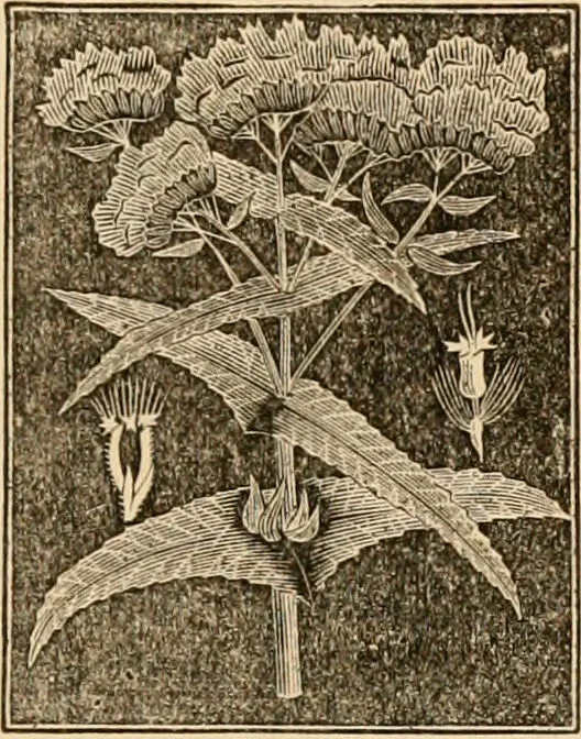 An illustration from The household physician : for the use of families, planters, seamen, and travellers ; being a brief description, in plain language, of all the diseases of men, women, and children, with the newest and most approved methods of curing them / by Ira Warren., 1866, leaf 627