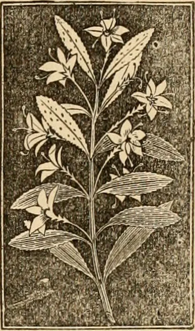 An illustration from The household physician : for the use of families, planters, seamen, and travellers ; being a brief description, in plain language, of all the diseases of men, women, and children, with the newest and most approved methods of curing them / by Ira Warren., 1866, leaf 627