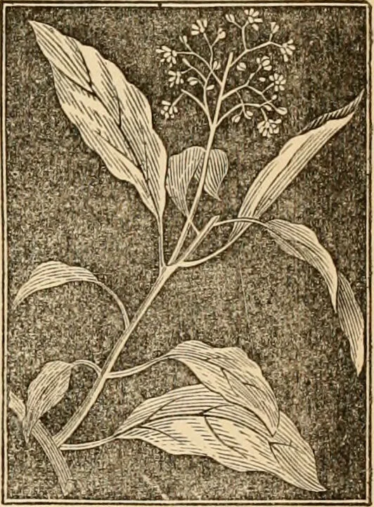 An illustration from The household physician : for the use of families, planters, seamen, and travellers ; being a brief description, in plain language, of all the diseases of men, women, and children, with the newest and most approved methods of curing them / by Ira Warren., 1866, leaf 629