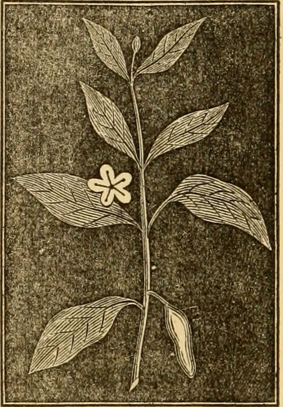An illustration from The household physician : for the use of families, planters, seamen, and travellers ; being a brief description, in plain language, of all the diseases of men, women, and children, with the newest and most approved methods of curing them / by Ira Warren., 1866, leaf 632