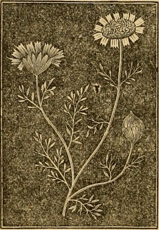 An illustration from The household physician : for the use of families, planters, seamen, and travellers ; being a brief description, in plain language, of all the diseases of men, women, and children, with the newest and most approved methods of curing them / by Ira Warren., 1866, leaf 632