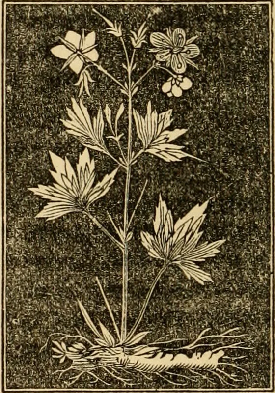 An illustration from The household physician : for the use of families, planters, seamen, and travellers ; being a brief description, in plain language, of all the diseases of men, women, and children, with the newest and most approved methods of curing them / by Ira Warren., 1866, leaf 636