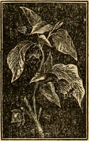 An illustration from The household physician : for the use of families, planters, seamen, and travellers ; being a brief description, in plain language, of all the diseases of men, women, and children, with the newest and most approved methods of curing them / by Ira Warren., 1866, leaf 638