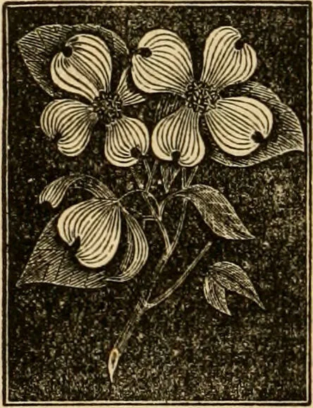 An illustration from The household physician : for the use of families, planters, seamen, and travellers ; being a brief description, in plain language, of all the diseases of men, women, and children, with the newest and most approved methods of curing them / by Ira Warren., 1866, leaf 638