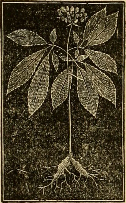 An illustration from The household physician : for the use of families, planters, seamen, and travellers ; being a brief description, in plain language, of all the diseases of men, women, and children, with the newest and most approved methods of curing them / by Ira Warren., 1866, leaf 640