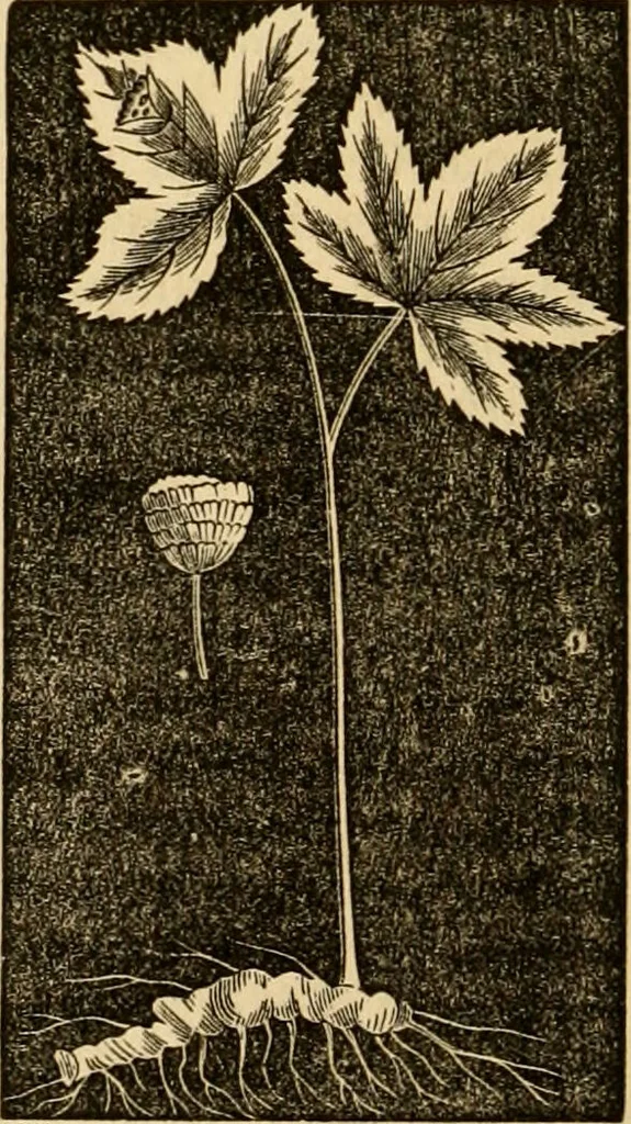 An illustration from The household physician : for the use of families, planters, seamen, and travellers ; being a brief description, in plain language, of all the diseases of men, women, and children, with the newest and most approved methods of curing them / by Ira Warren., 1866, leaf 642