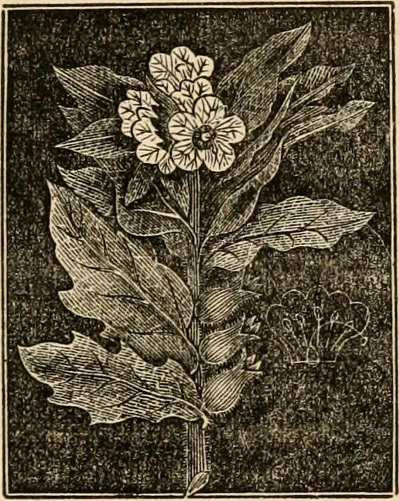 An illustration from The household physician : for the use of families, planters, seamen, and travellers ; being a brief description, in plain language, of all the diseases of men, women, and children, with the newest and most approved methods of curing them / by Ira Warren., 1866, leaf 645