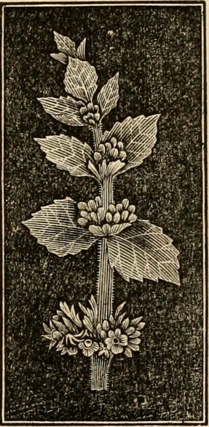 An illustration from The household physician : for the use of families, planters, seamen, and travellers ; being a brief description, in plain language, of all the diseases of men, women, and children, with the newest and most approved methods of curing them / by Ira Warren., 1866, leaf 645