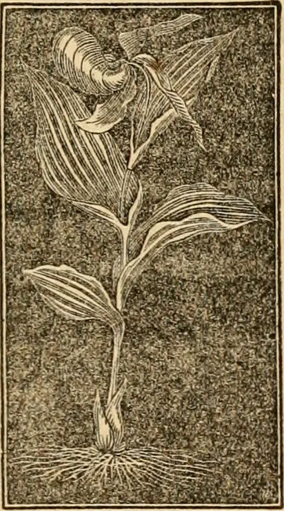 An illustration from The household physician : for the use of families, planters, seamen, and travellers ; being a brief description, in plain language, of all the diseases of men, women, and children, with the newest and most approved methods of curing them / by Ira Warren., 1866, leaf 655