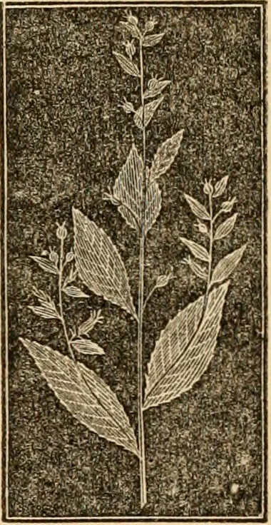 An illustration from The household physician : for the use of families, planters, seamen, and travellers ; being a brief description, in plain language, of all the diseases of men, women, and children, with the newest and most approved methods of curing them / by Ira Warren., 1866, leaf 655