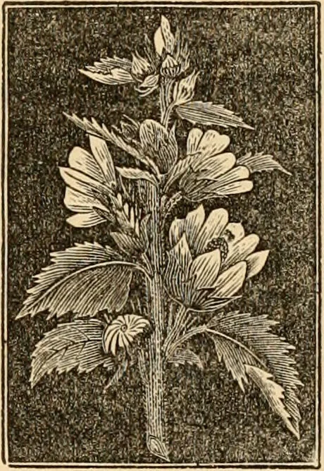 An illustration from The household physician : for the use of families, planters, seamen, and travellers ; being a brief description, in plain language, of all the diseases of men, women, and children, with the newest and most approved methods of curing them / by Ira Warren., 1866, leaf 657