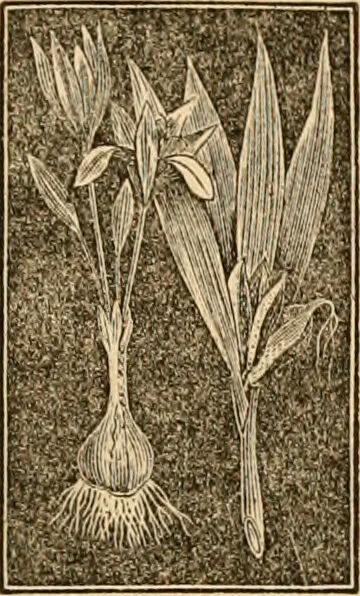 An illustration from The household physician : for the use of families, planters, seamen, and travellers ; being a brief description, in plain language, of all the diseases of men, women, and children, with the newest and most approved methods of curing them / by Ira Warren., 1866, leaf 659