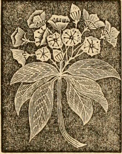 An illustration from The household physician : for the use of families, planters, seamen, and travellers ; being a brief description, in plain language, of all the diseases of men, women, and children, with the newest and most approved methods of curing them / by Ira Warren., 1866, leaf 659