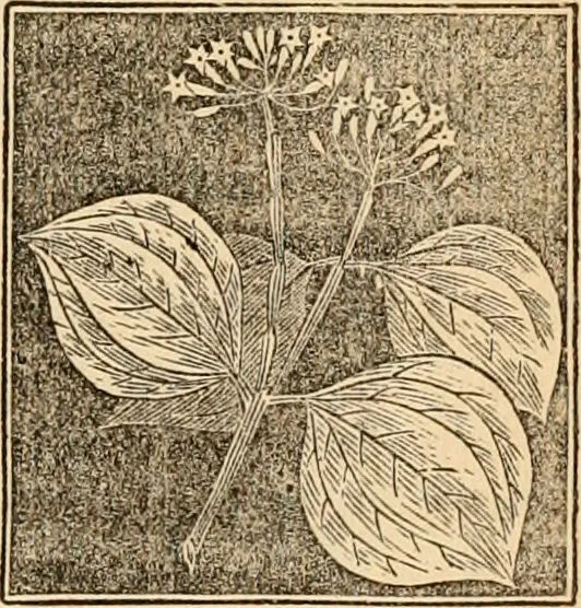 An illustration from The household physician : for the use of families, planters, seamen, and travellers ; being a brief description, in plain language, of all the diseases of men, women, and children, with the newest and most approved methods of curing them / by Ira Warren., 1866, leaf 661