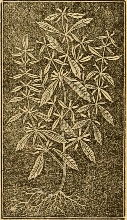 An illustration from The household physician : for the use of families, planters, seamen, and travellers ; being a brief description, in plain language, of all the diseases of men, women, and children, with the newest and most approved methods of curing them / by Ira Warren., 1866, leaf 664