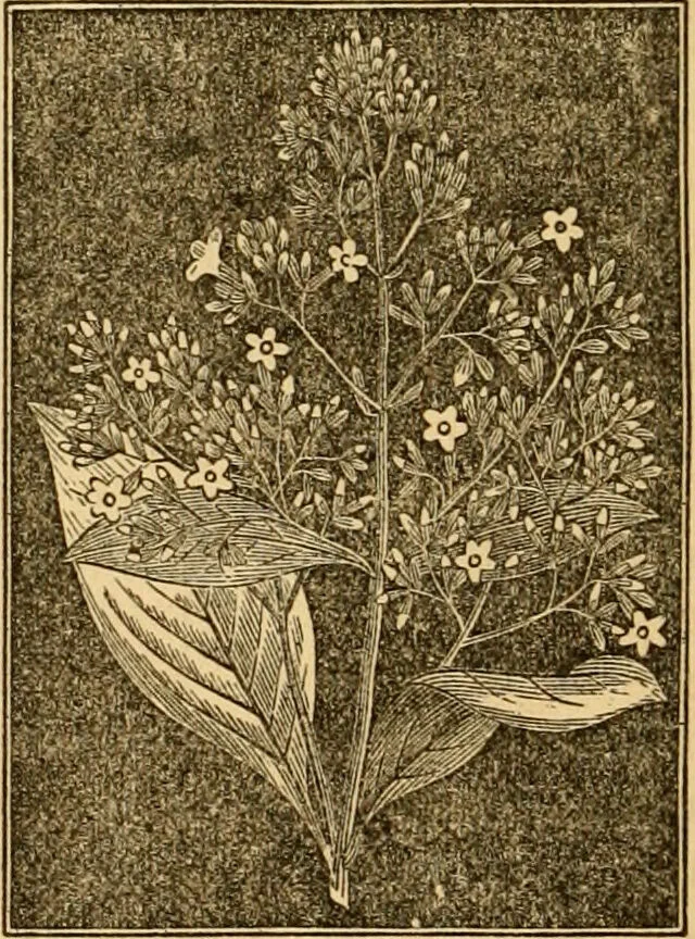 An illustration from The household physician : for the use of families, planters, seamen, and travellers ; being a brief description, in plain language, of all the diseases of men, women, and children, with the newest and most approved methods of curing them / by Ira Warren., 1866, leaf 664