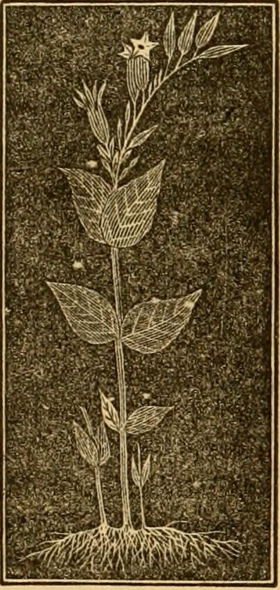 An illustration from The household physician : for the use of families, planters, seamen, and travellers ; being a brief description, in plain language, of all the diseases of men, women, and children, with the newest and most approved methods of curing them / by Ira Warren., 1866, leaf 666