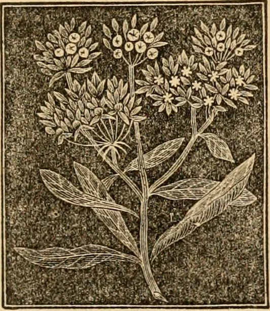 An illustration from The household physician : for the use of families, planters, seamen, and travellers ; being a brief description, in plain language, of all the diseases of men, women, and children, with the newest and most approved methods of curing them / by Ira Warren., 1866, leaf 667