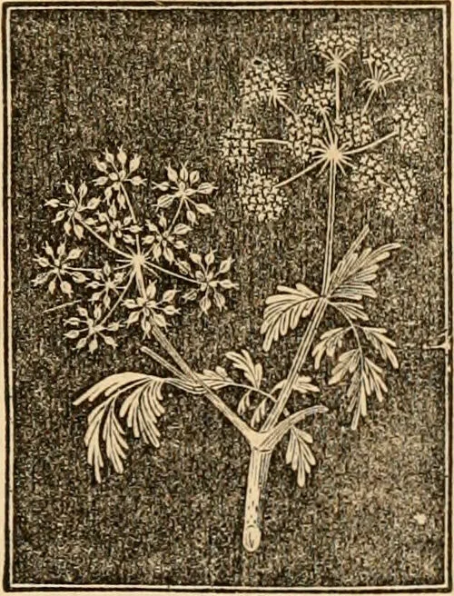 An illustration from The household physician : for the use of families, planters, seamen, and travellers ; being a brief description, in plain language, of all the diseases of men, women, and children, with the newest and most approved methods of curing them / by Ira Warren., 1866, leaf 667