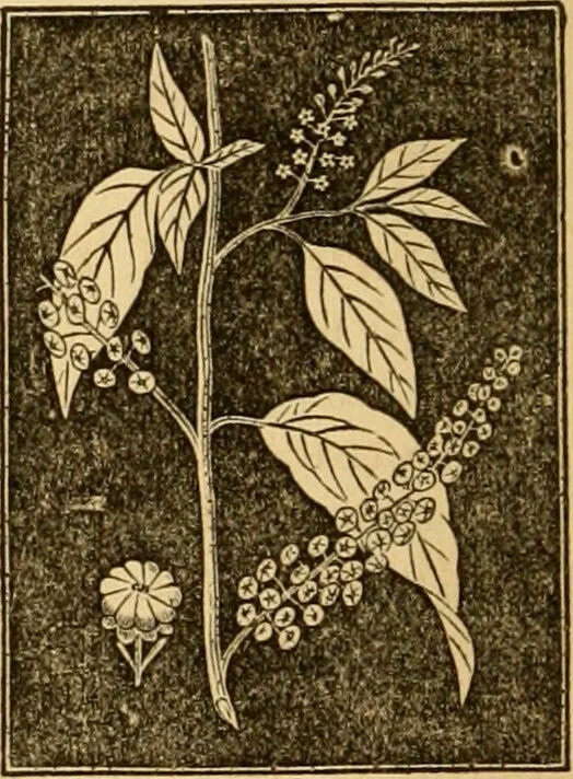 An illustration from The household physician : for the use of families, planters, seamen, and travellers ; being a brief description, in plain language, of all the diseases of men, women, and children, with the newest and most approved methods of curing them / by Ira Warren., 1866, leaf 668