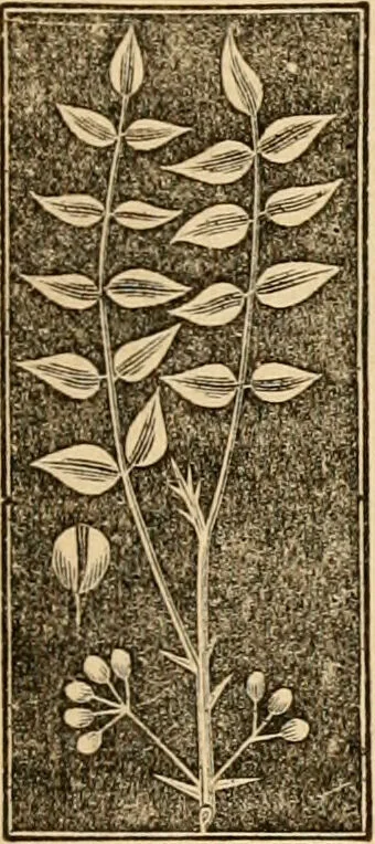 An illustration from The household physician : for the use of families, planters, seamen, and travellers ; being a brief description, in plain language, of all the diseases of men, women, and children, with the newest and most approved methods of curing them / by Ira Warren., 1866, leaf 671
