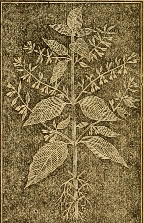 An illustration from The household physician : for the use of families, planters, seamen, and travellers ; being a brief description, in plain language, of all the diseases of men, women, and children, with the newest and most approved methods of curing them / by Ira Warren., 1866, leaf 676