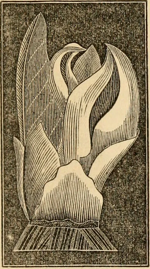 An illustration from The household physician : for the use of families, planters, seamen, and travellers ; being a brief description, in plain language, of all the diseases of men, women, and children, with the newest and most approved methods of curing them / by Ira Warren., 1866, leaf 677