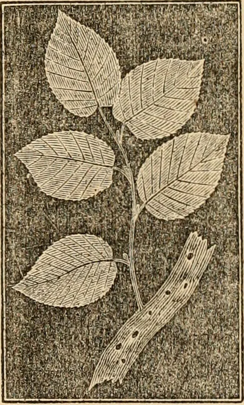 An illustration from The household physician : for the use of families, planters, seamen, and travellers ; being a brief description, in plain language, of all the diseases of men, women, and children, with the newest and most approved methods of curing them / by Ira Warren., 1866, leaf 677