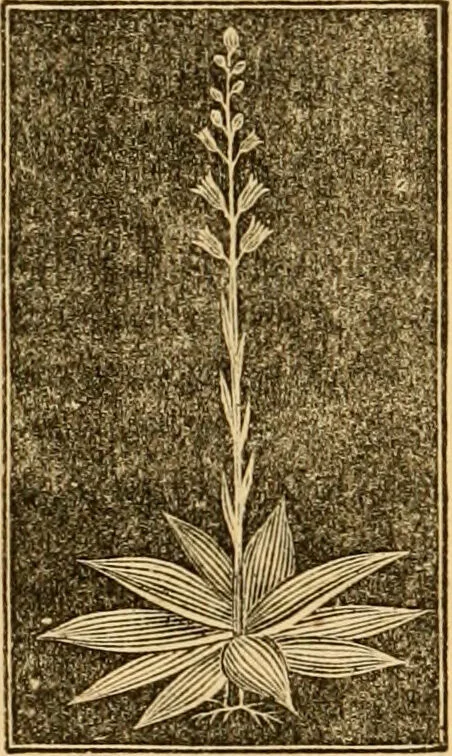 An illustration from The household physician : for the use of families, planters, seamen, and travellers ; being a brief description, in plain language, of all the diseases of men, women, and children, with the newest and most approved methods of curing them / by Ira Warren., 1866, leaf 682