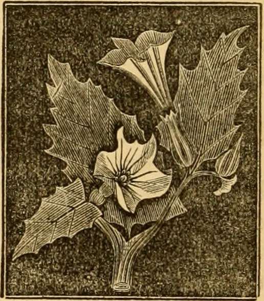 An illustration from The household physician : for the use of families, planters, seamen, and travellers ; being a brief description, in plain language, of all the diseases of men, women, and children, with the newest and most approved methods of curing them / by Ira Warren., 1866, leaf 682