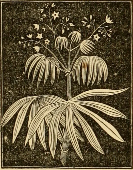 An illustration from The household physician : for the use of families, planters, seamen, and travellers ; being a brief description, in plain language, of all the diseases of men, women, and children, with the newest and most approved methods of curing them / by Ira Warren., 1866, leaf 686