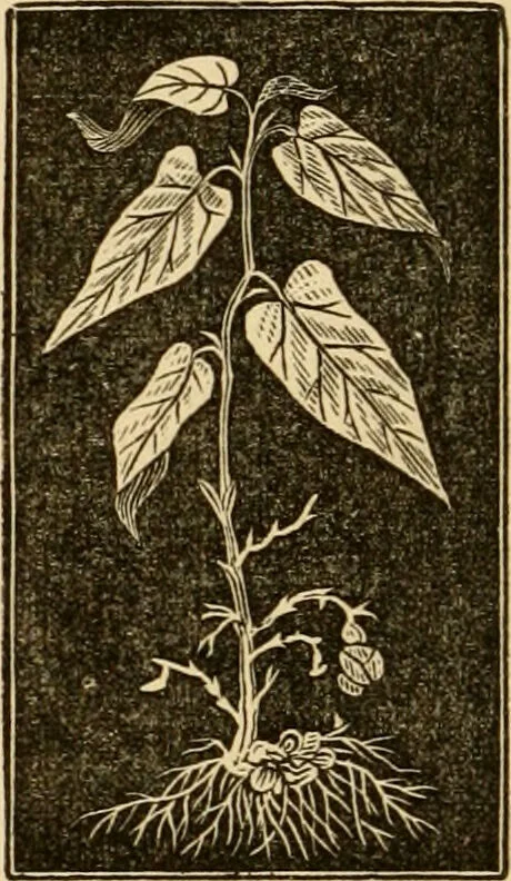 An illustration from The household physician : for the use of families, planters, seamen, and travellers ; being a brief description, in plain language, of all the diseases of men, women, and children, with the newest and most approved methods of curing them / by Ira Warren., 1866, leaf 686