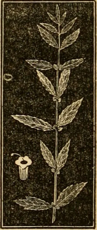 An illustration from The household physician : for the use of families, planters, seamen, and travellers ; being a brief description, in plain language, of all the diseases of men, women, and children, with the newest and most approved methods of curing them / by Ira Warren., 1866, leaf 686
