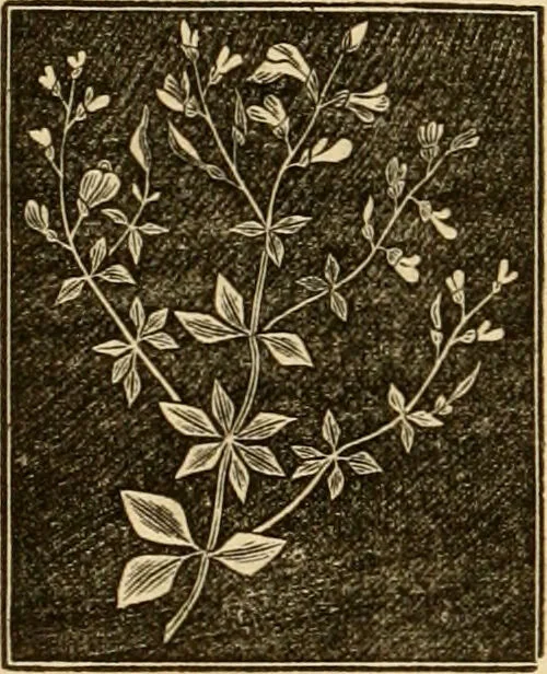 An illustration from The household physician : for the use of families, planters, seamen, and travellers ; being a brief description, in plain language, of all the diseases of men, women, and children, with the newest and most approved methods of curing them / by Ira Warren., 1866, leaf 688