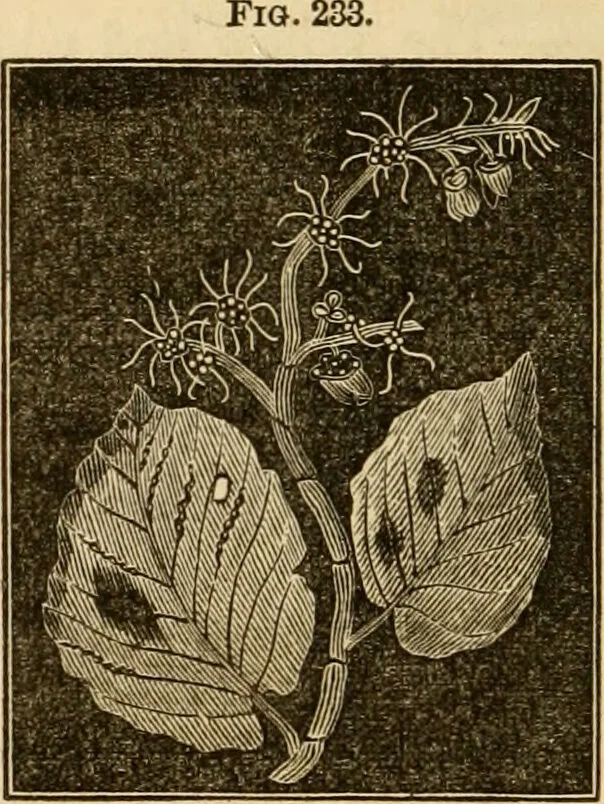 An illustration from The household physician : for the use of families, planters, seamen, and travellers ; being a brief description, in plain language, of all the diseases of men, women, and children, with the newest and most approved methods of curing them / by Ira Warren., 1866, leaf 688