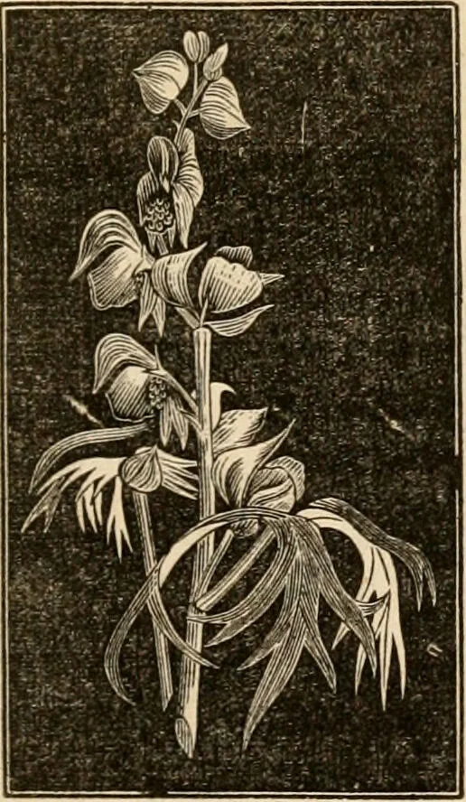 An illustration from The household physician : for the use of families, planters, seamen, and travellers ; being a brief description, in plain language, of all the diseases of men, women, and children, with the newest and most approved methods of curing them / by Ira Warren., 1866, leaf 689