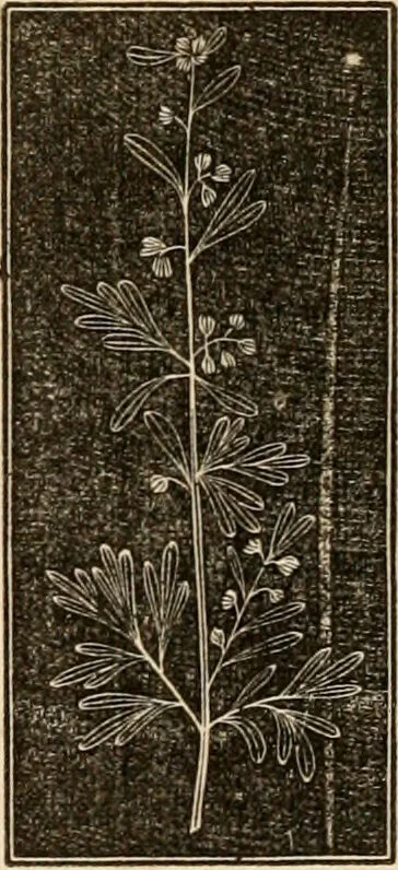 An illustration from The household physician : for the use of families, planters, seamen, and travellers ; being a brief description, in plain language, of all the diseases of men, women, and children, with the newest and most approved methods of curing them / by Ira Warren., 1866, leaf 689