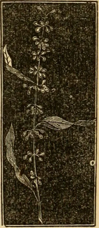 An illustration from The household physician : for the use of families, planters, seamen, and travellers ; being a brief description, in plain language, of all the diseases of men, women, and children, with the newest and most approved methods of curing them / by Ira Warren., 1866, leaf 690