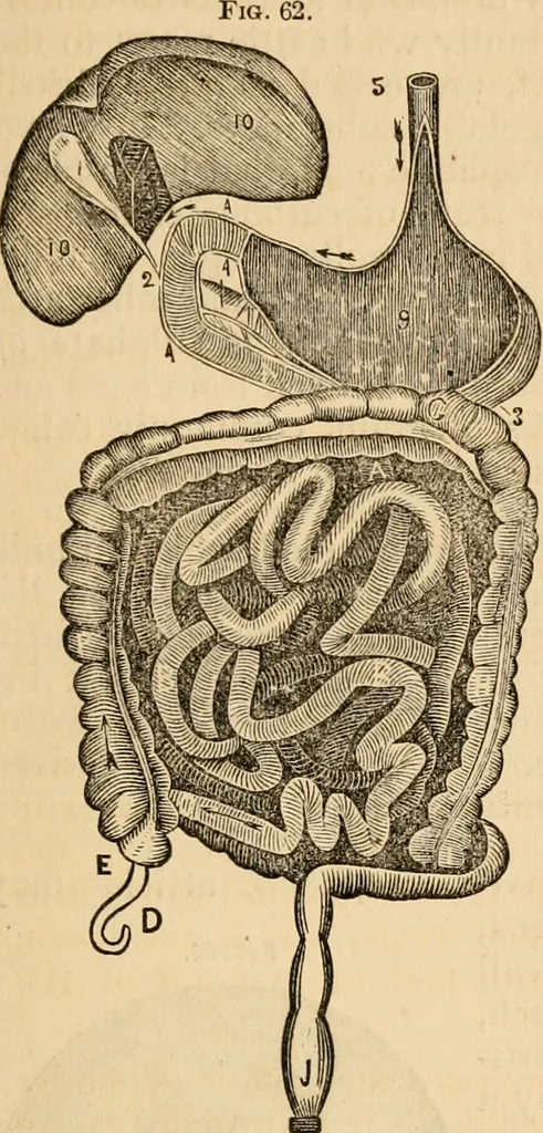 An illustration from The household physician : for the use of families, planters, seamen, and travellers ; being a brief description, in plain language, of all the diseases of men, women, and children, with the newest and most approved methods of curing them / by Ira Warren., 1866, leaf 75