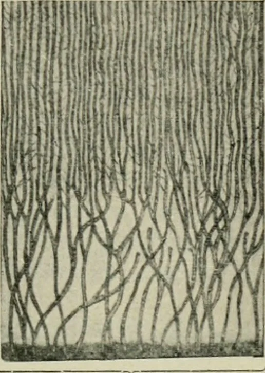 An illustration from Atlas and text-book of dentistry including diseases of the mouth / by Gustav Preiswerk. Edited by George W. Warren., 1906, leaf 103