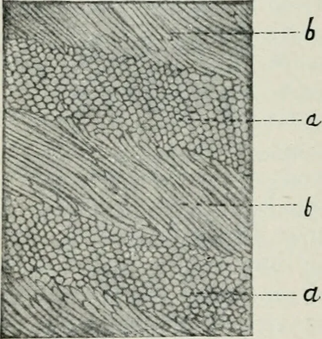 An illustration from Atlas and text-book of dentistry including diseases of the mouth / by Gustav Preiswerk. Edited by George W. Warren., 1906, leaf 108