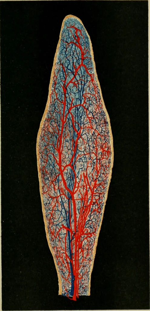 An illustration from Atlas and text-book of dentistry including diseases of the mouth / by Gustav Preiswerk. Edited by George W. Warren., 1906, leaf 113