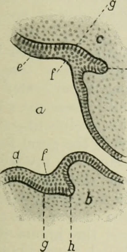 An illustration from Atlas and text-book of dentistry including diseases of the mouth / by Gustav Preiswerk. Edited by George W. Warren., 1906, leaf 123