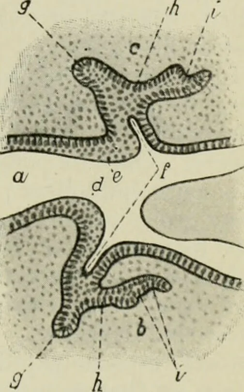 An illustration from Atlas and text-book of dentistry including diseases of the mouth / by Gustav Preiswerk. Edited by George W. Warren., 1906, leaf 123