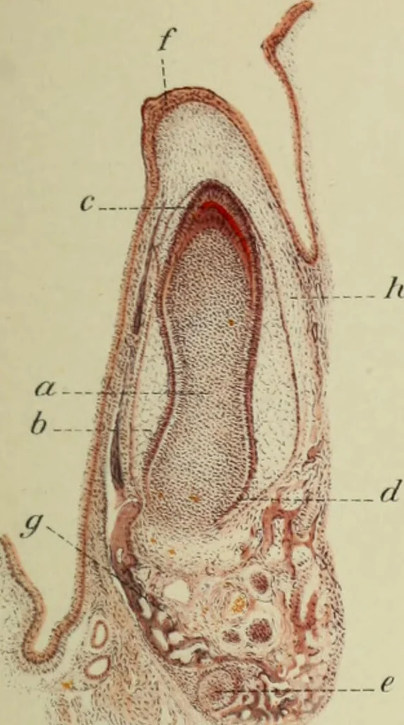 An illustration from Atlas and text-book of dentistry including diseases of the mouth / by Gustav Preiswerk. Edited by George W. Warren., 1906, leaf 129