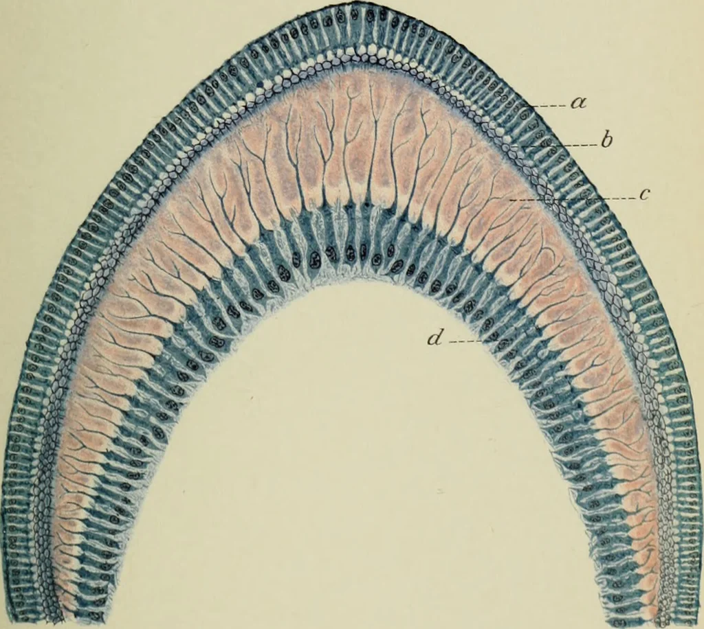 An illustration from Atlas and text-book of dentistry including diseases of the mouth / by Gustav Preiswerk. Edited by George W. Warren., 1906, leaf 131