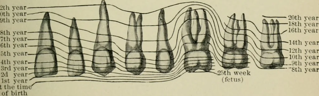An illustration from Atlas and text-book of dentistry including diseases of the mouth / by Gustav Preiswerk. Edited by George W. Warren., 1906, leaf 145