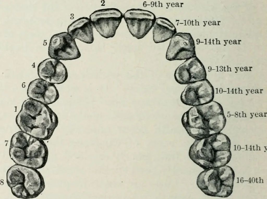 An illustration from Atlas and text-book of dentistry including diseases of the mouth / by Gustav Preiswerk. Edited by George W. Warren., 1906, leaf 148