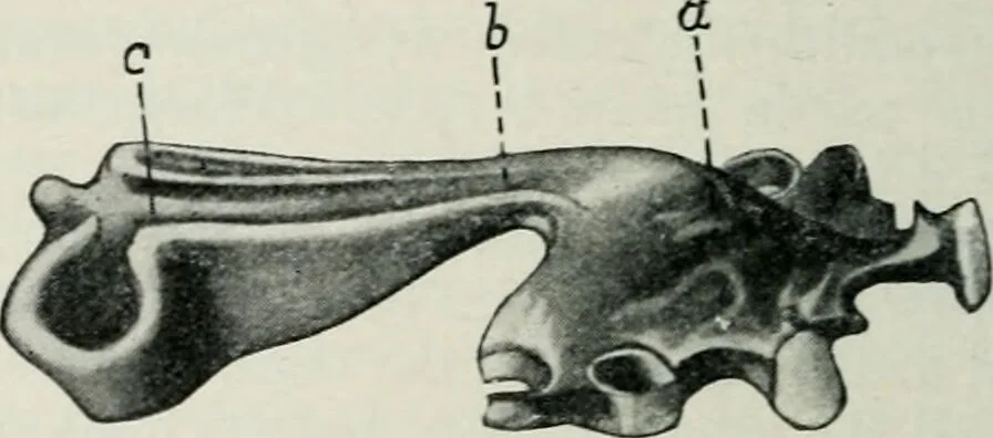An illustration from Atlas and text-book of dentistry including diseases of the mouth / by Gustav Preiswerk. Edited by George W. Warren., 1906, leaf 232